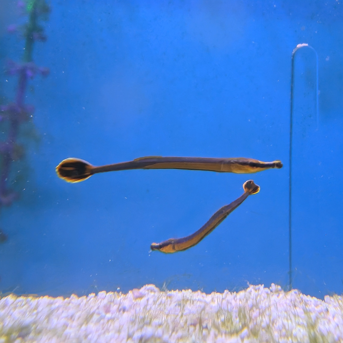 Bluestripe Pipefish