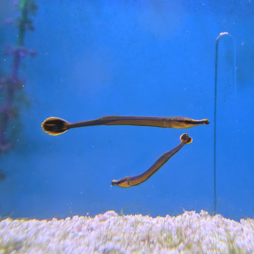 Bluestripe Pipefish