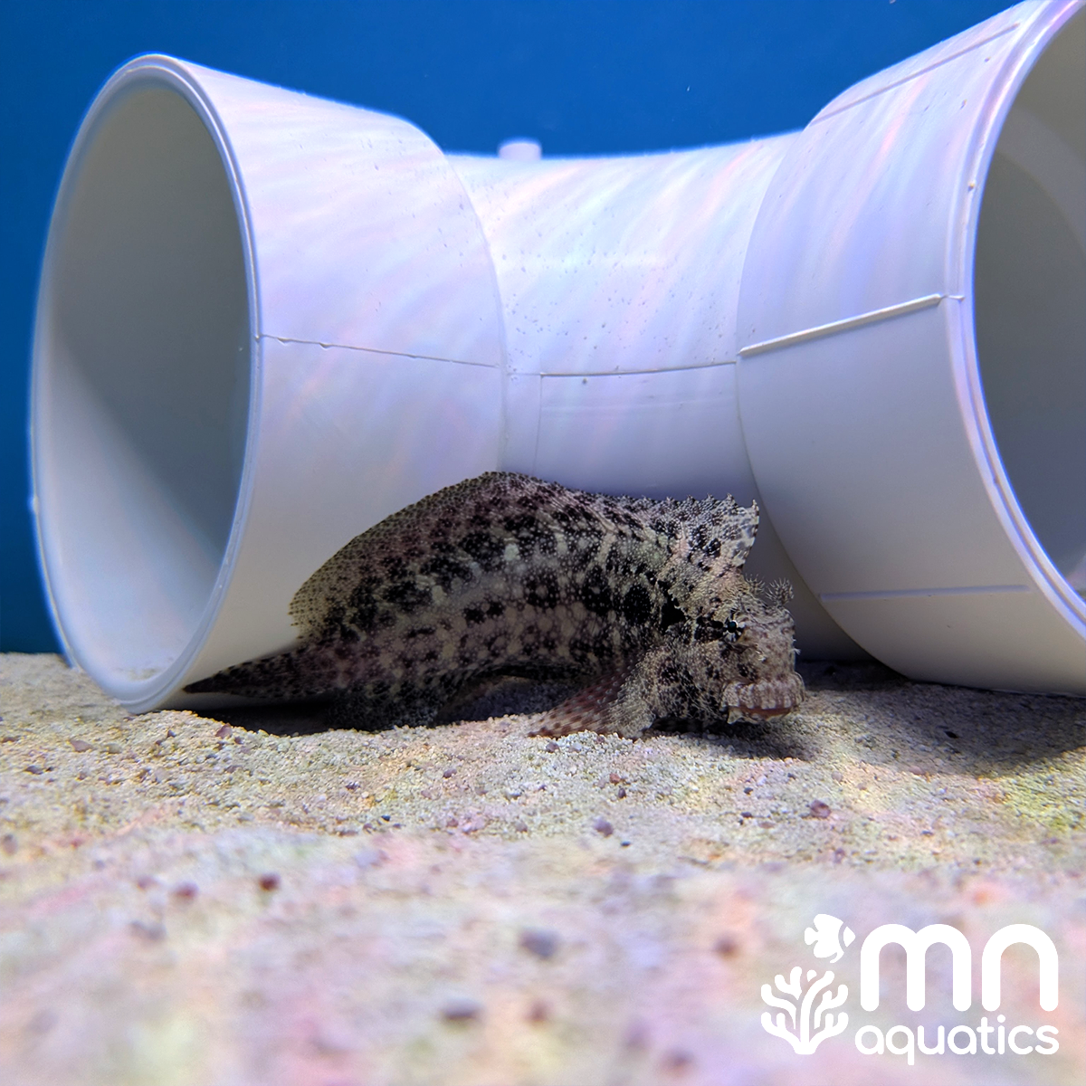 Ceram Lawnmower Blenny