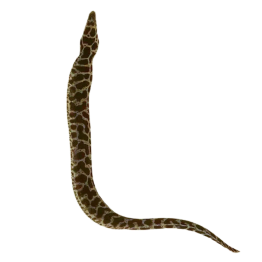 Chain Link Eel
