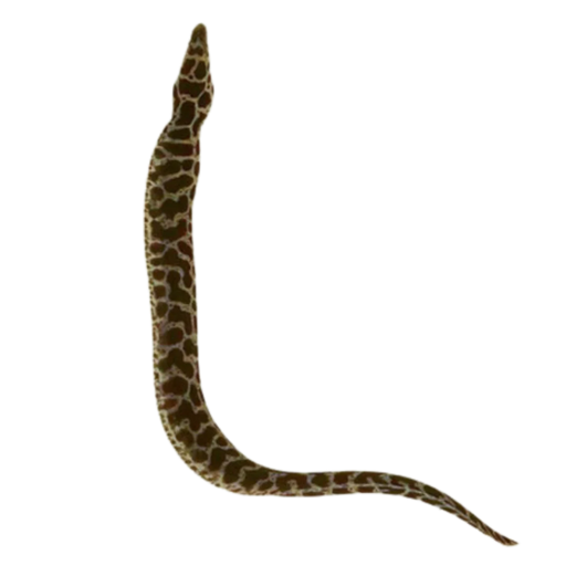 Chain Link Eel