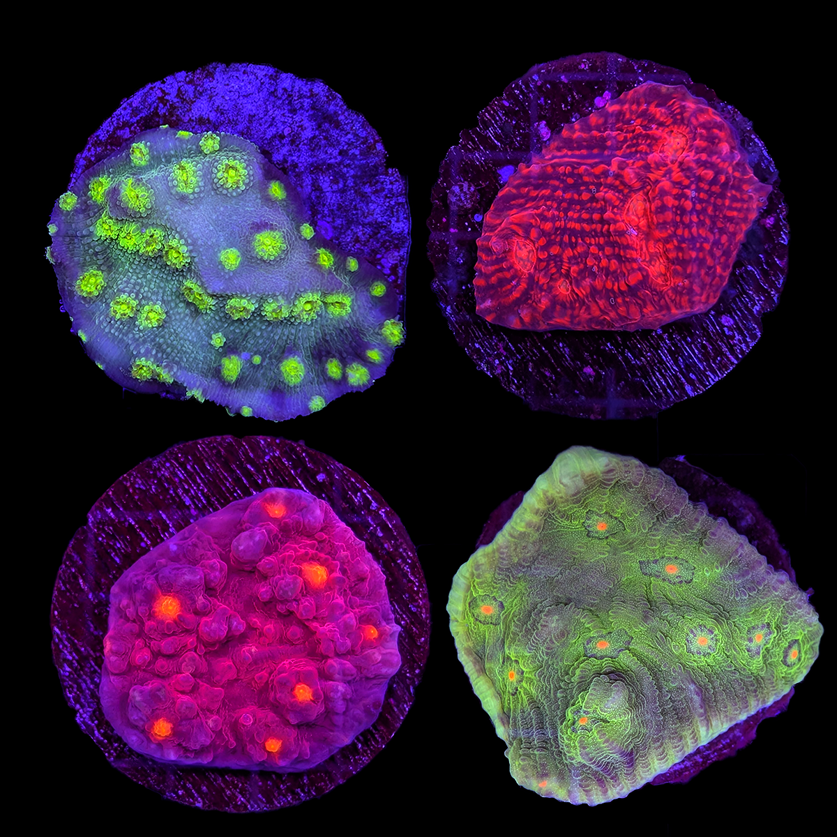 Assorted Chalice Frag