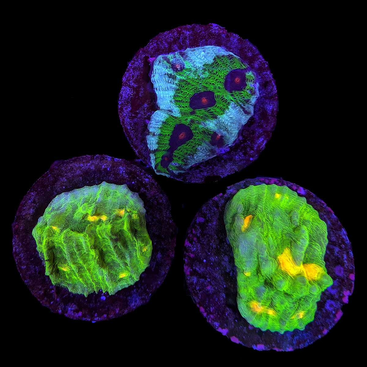 Assorted Chalice Frag