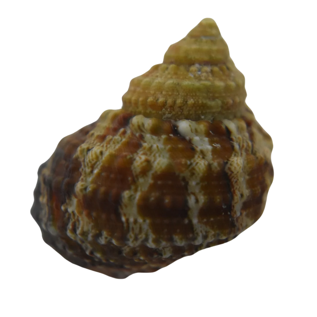 Chestnut Turbo Snail