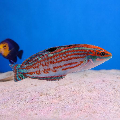 Christmas Wrasse