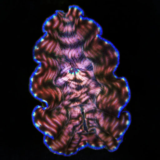 Cultured Derasa Clam