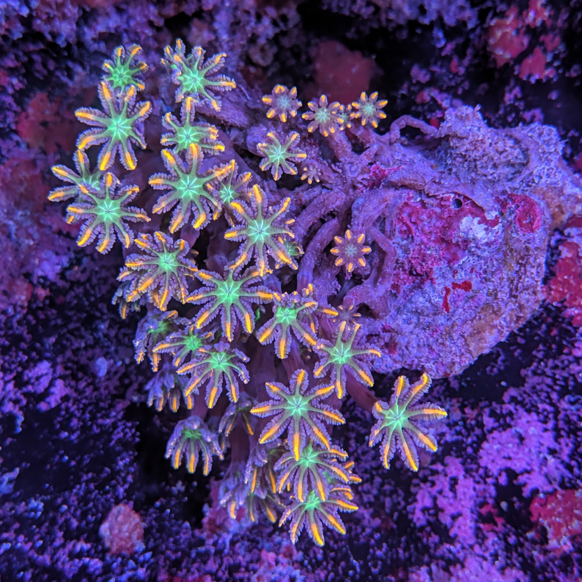 Firework Clove Polyp Rock Small