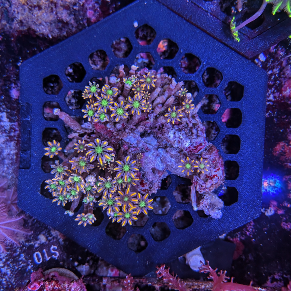 Firework Clove Polyp Rock Medium