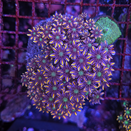 Firework Clove Polyp Rock Large