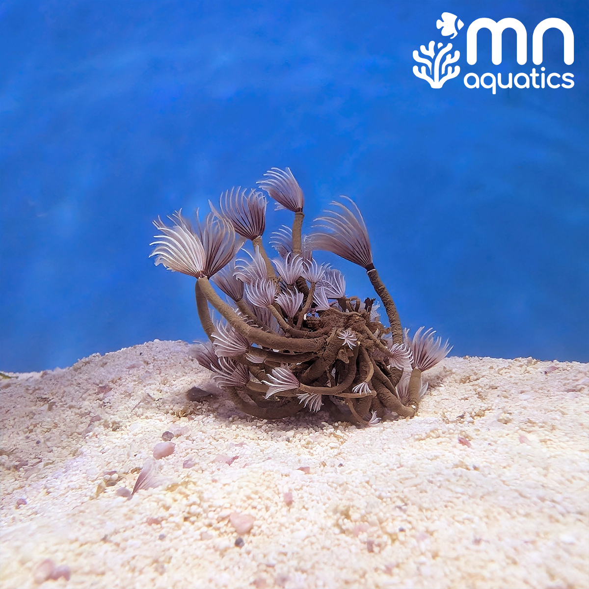 Feather Duster Cluster