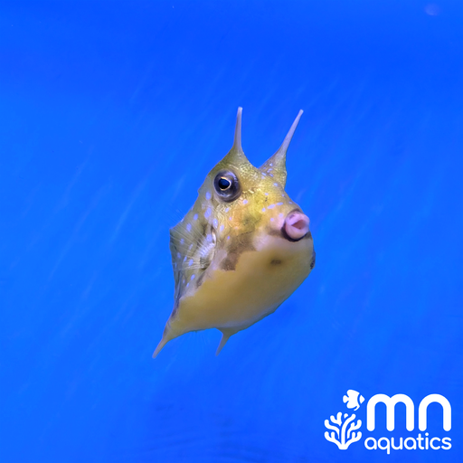 Long Horn Cowfish