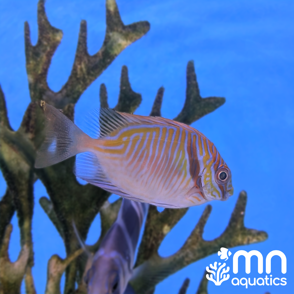 Scribbled Rabbitfish