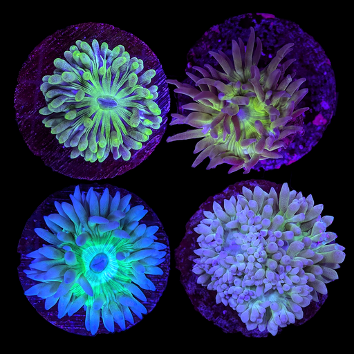 Assorted Duncan Frag