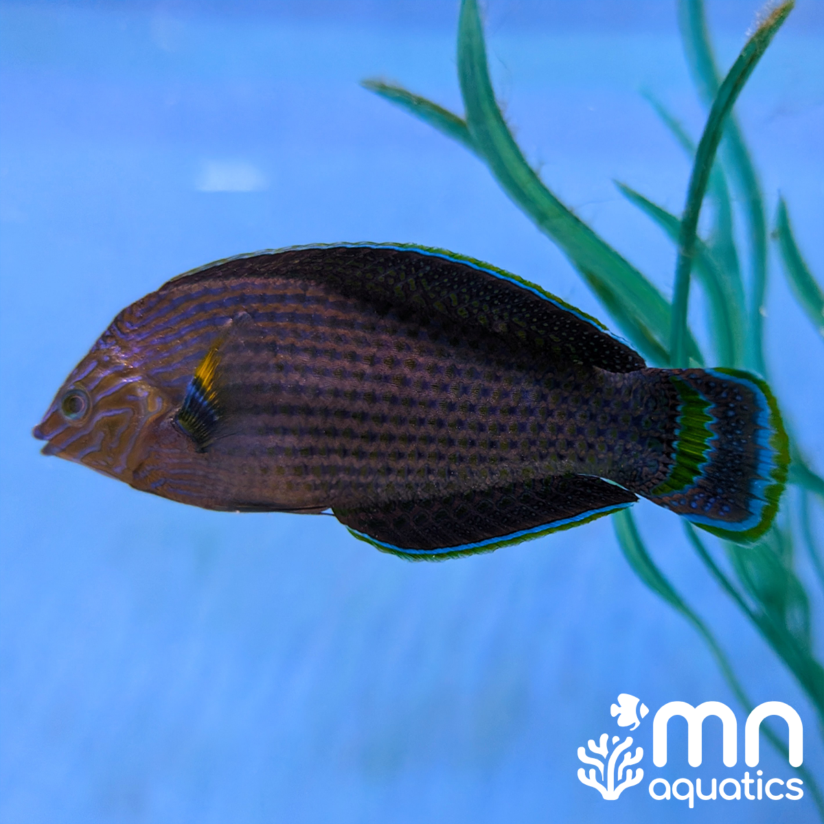 Dusky Wrasse