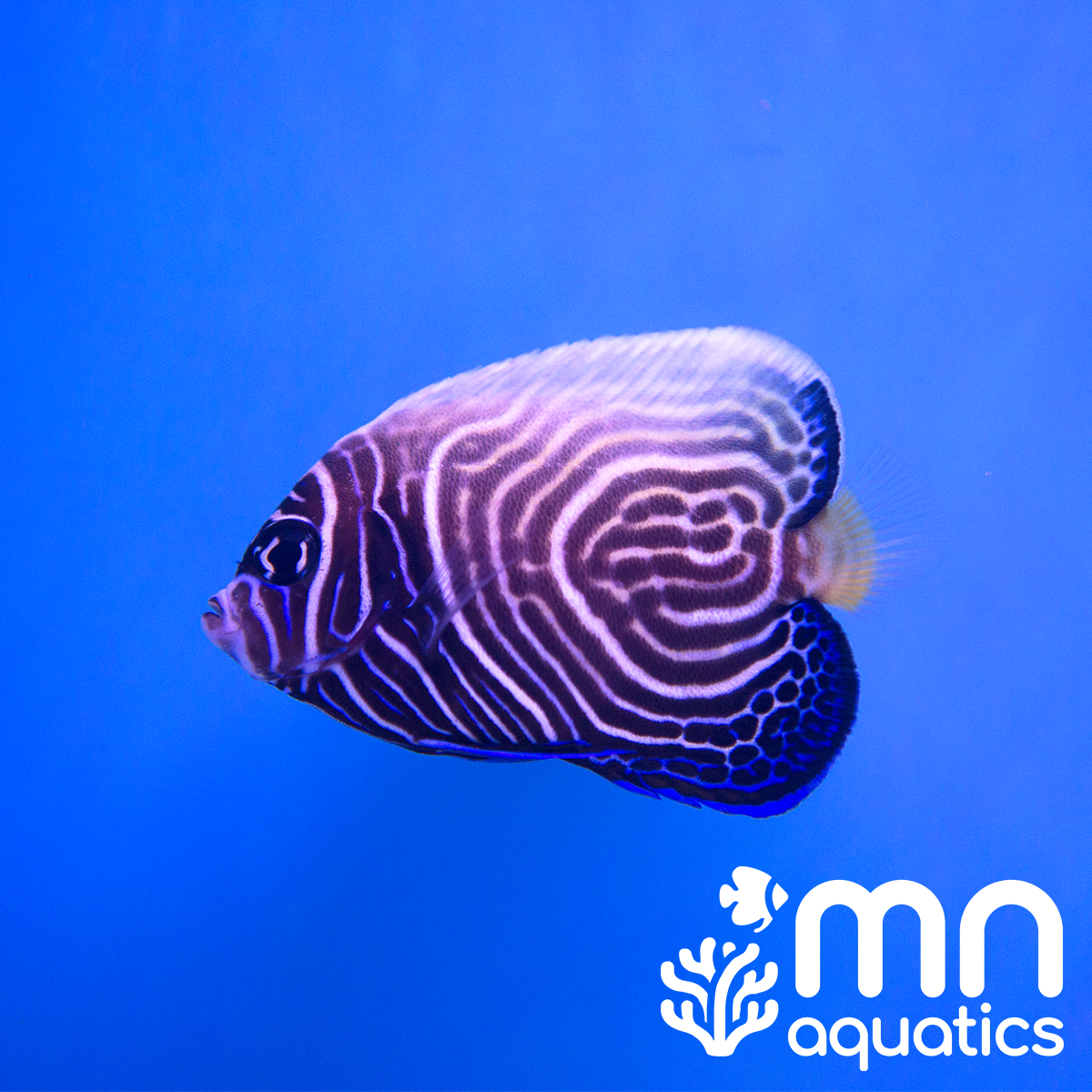 Emperor Angelfish