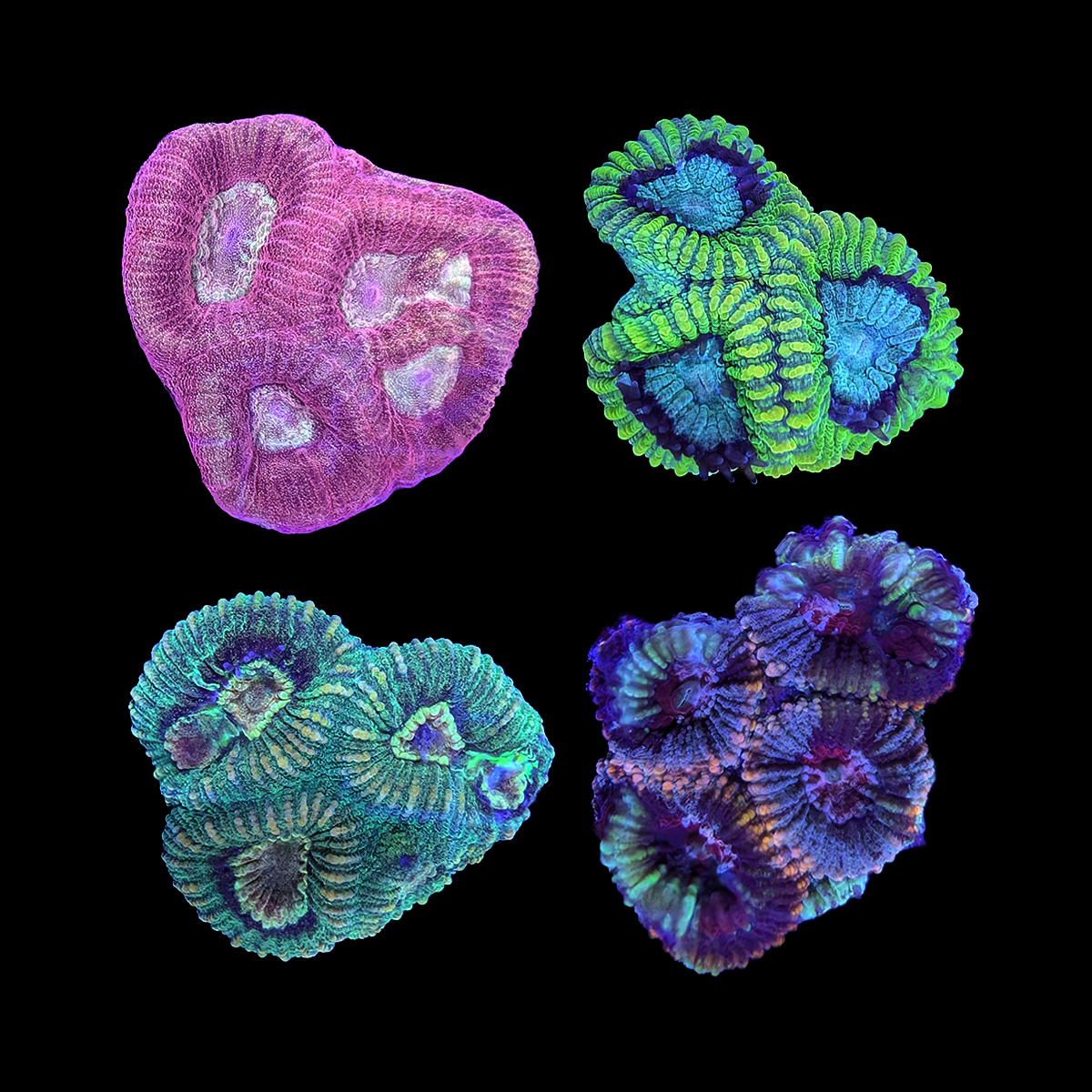 Assorted Favia Frag