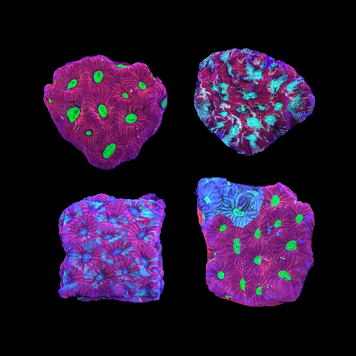 Assorted Favites Frag