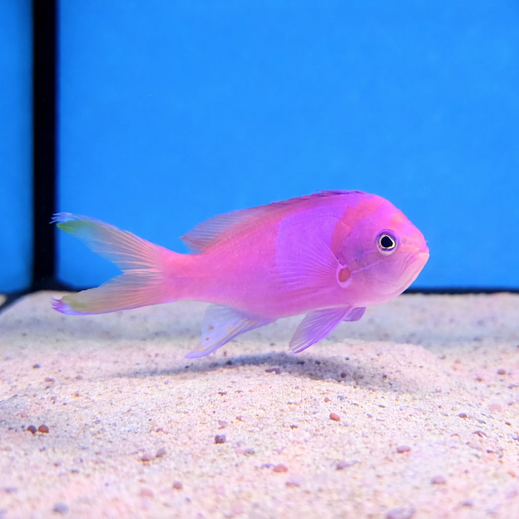 Squareback Anthias