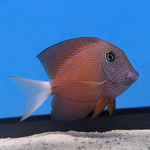 White Tail Bristletooth Tang