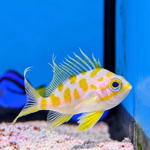 Borbonius Anthias