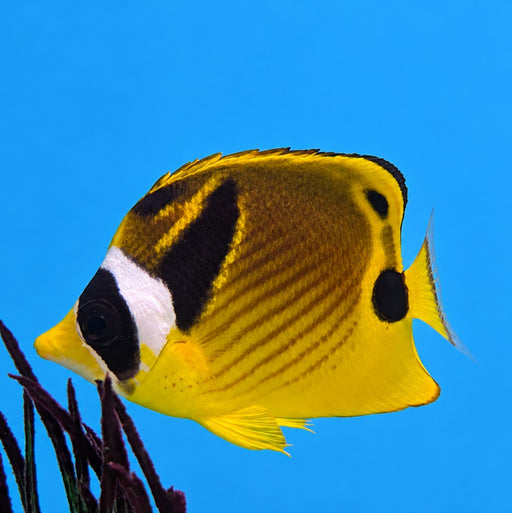 Raccoon Butterfly