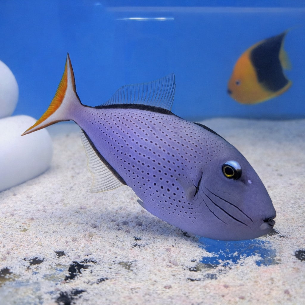 Sargassum Triggerfish