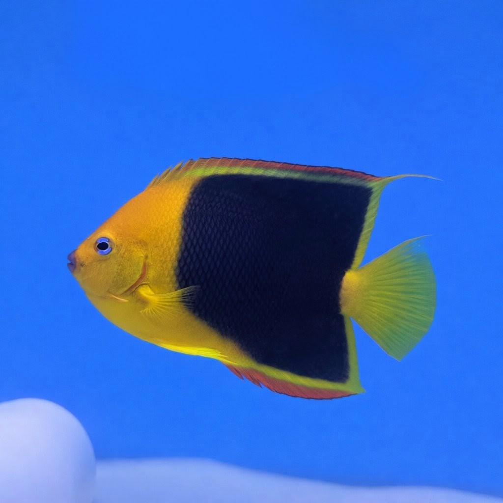 Rock Beauty Angelfish