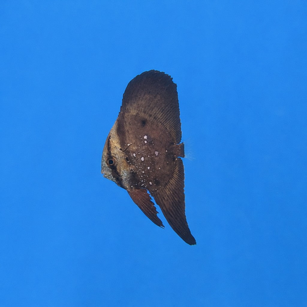 Orbiculate Batfish