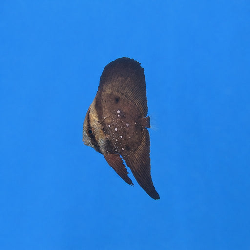 Orbiculate Batfish