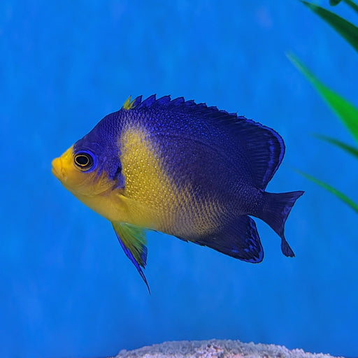 Venustus Angelfish