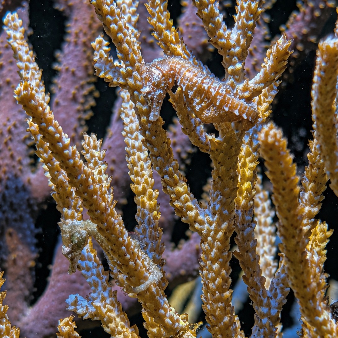 Dwarf Seahorse