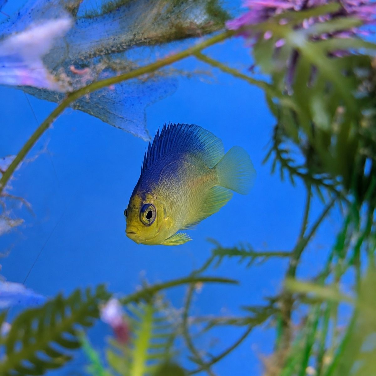 Colin's Angelfish