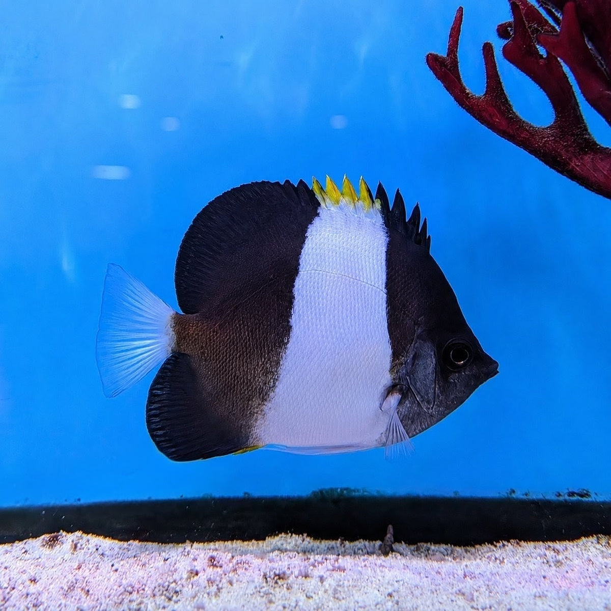 Zoster Butterflyfish