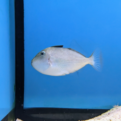 Goldenback Triggerfish