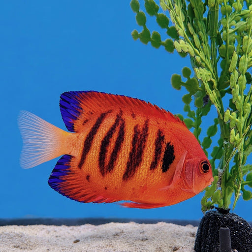 Flame Angelfish