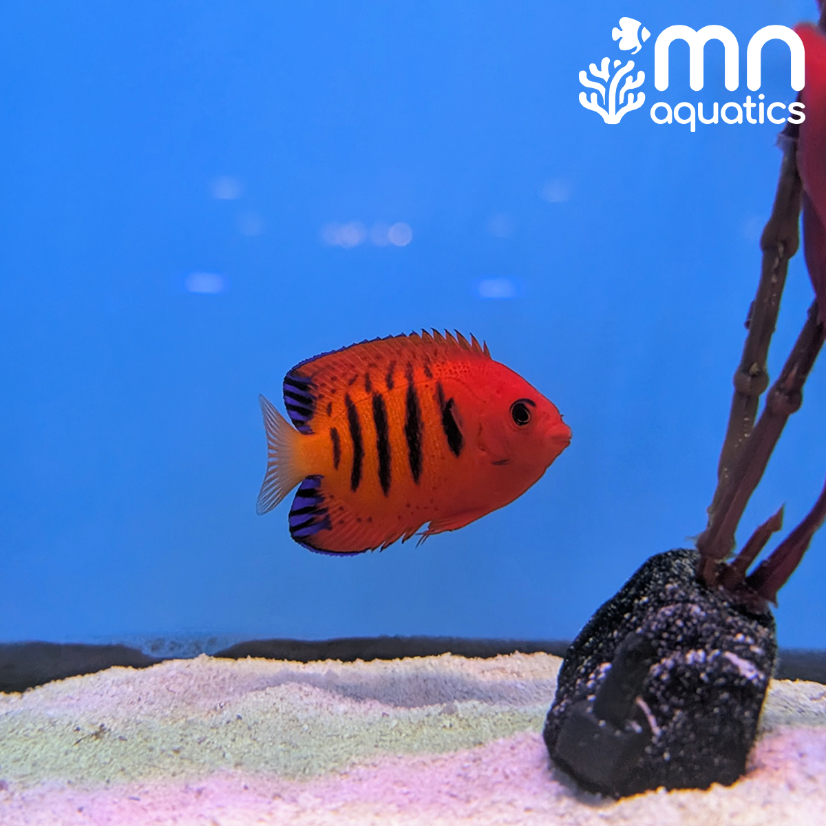 Flame Angelfish