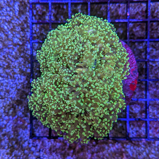 Green Wall Octospawn