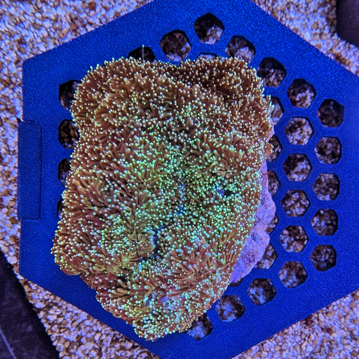 Green Galaxea Colony