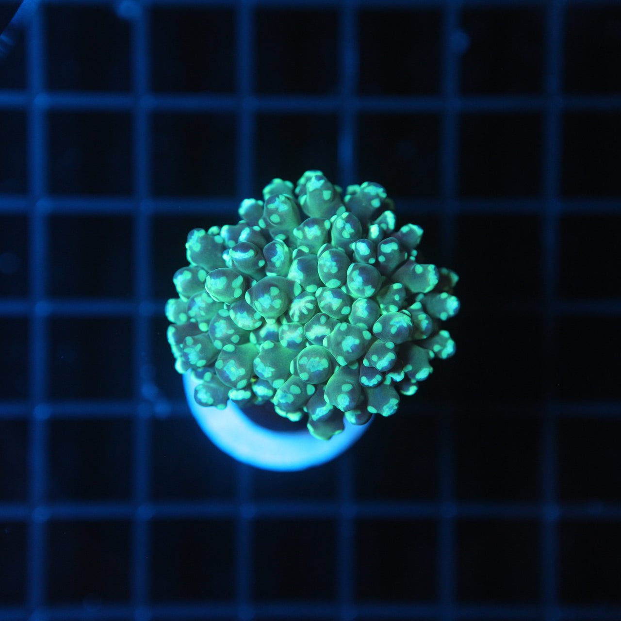 Green Frogspawn Coral
