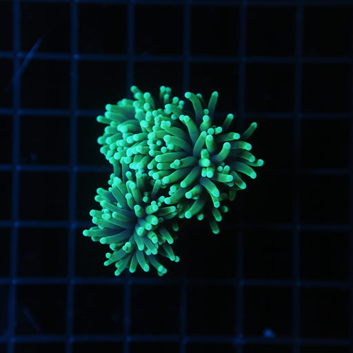 Green Torch Coral