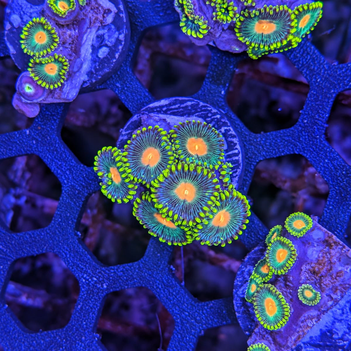 Packers Zoa Frag