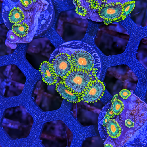 Packers Zoa Frag