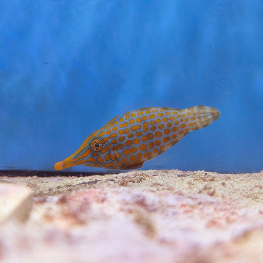 Harlequin Filefish