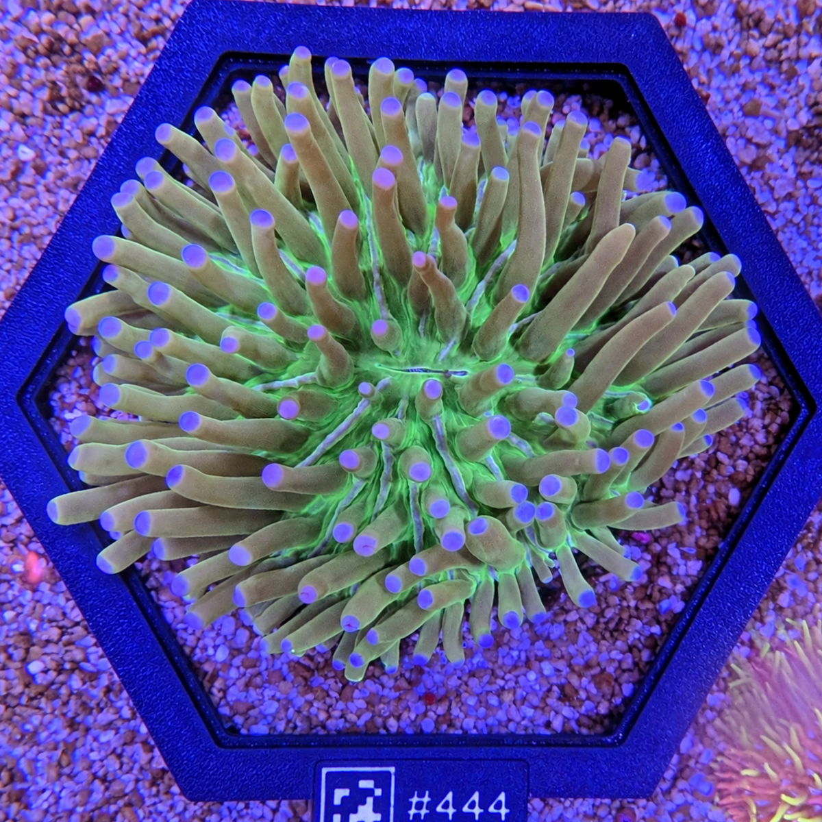 Green Heliofungia Plate Large