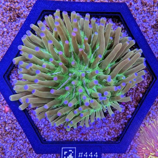 Green Heliofungia Plate Large
