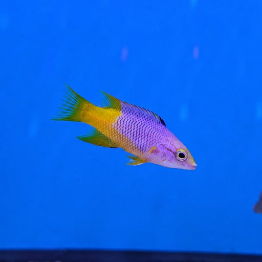 Spanish Hogfish