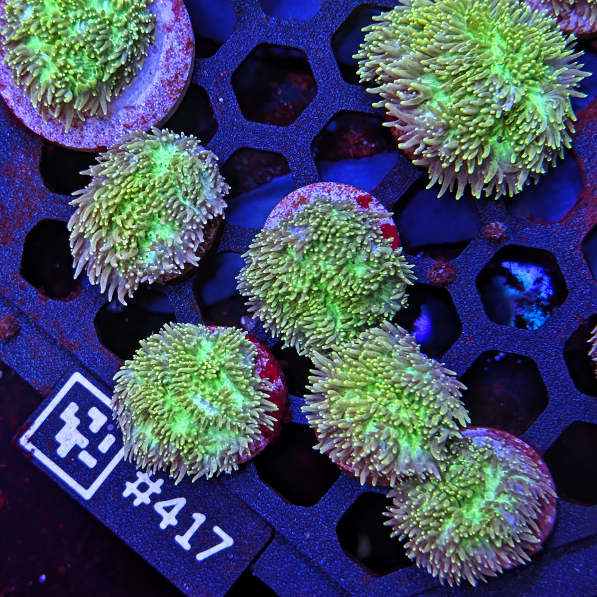 Green Hydnophora Frag