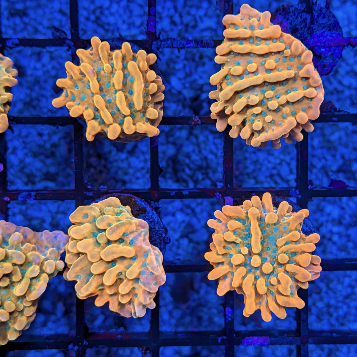 Kung Pao Montipora Frag