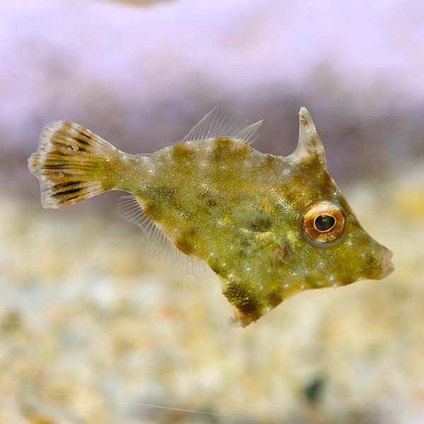 Aiptasia Filefish