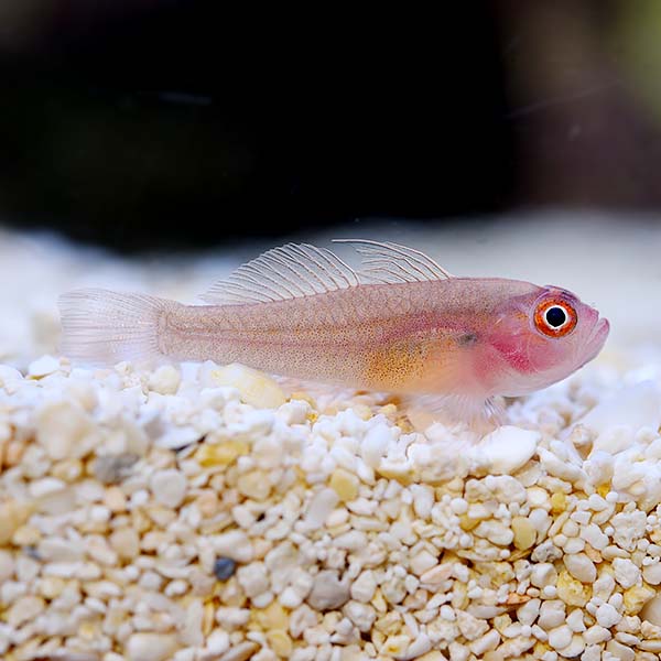 Ring Eye Pygmy Goby